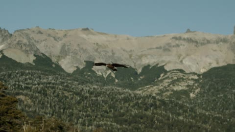 Eagle Flying Freely