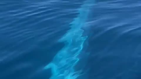 "Blue Serenity: Discovering the Beauty of the Blue Whale Fish"