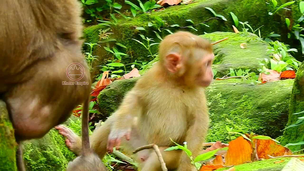 Tiny baby monkey Mariel makes baby Rojo surprise, So funny baby monkey