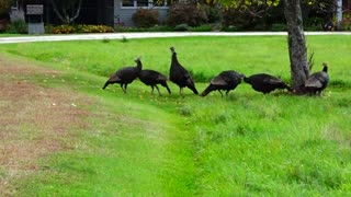 Wild Turkeys