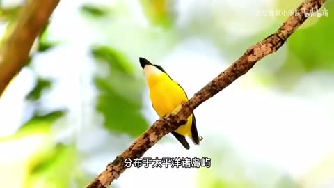 Yellow-breasted flycatcher