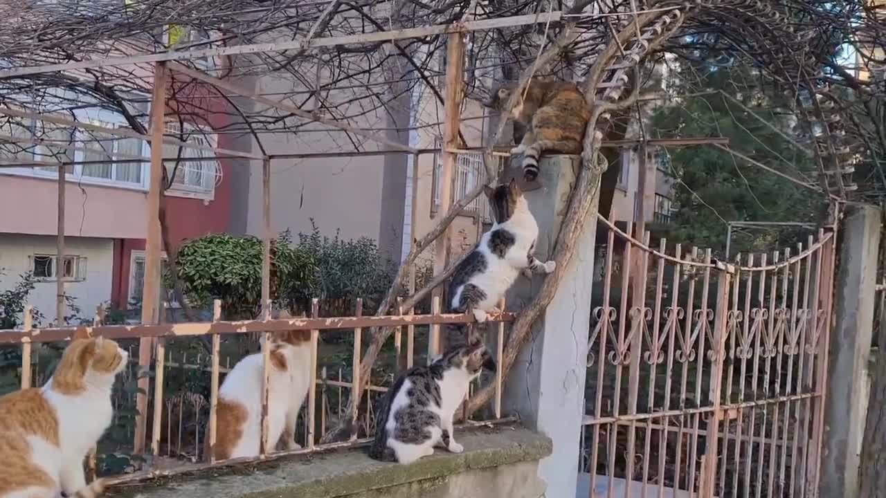 8 Male Cats chasing the Female Cat want to have the female cat by force