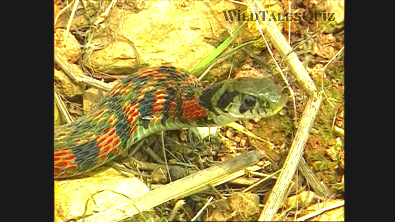 Is This The End Of The Giant Frog? Smaller Snake Take Down In Epic Battle