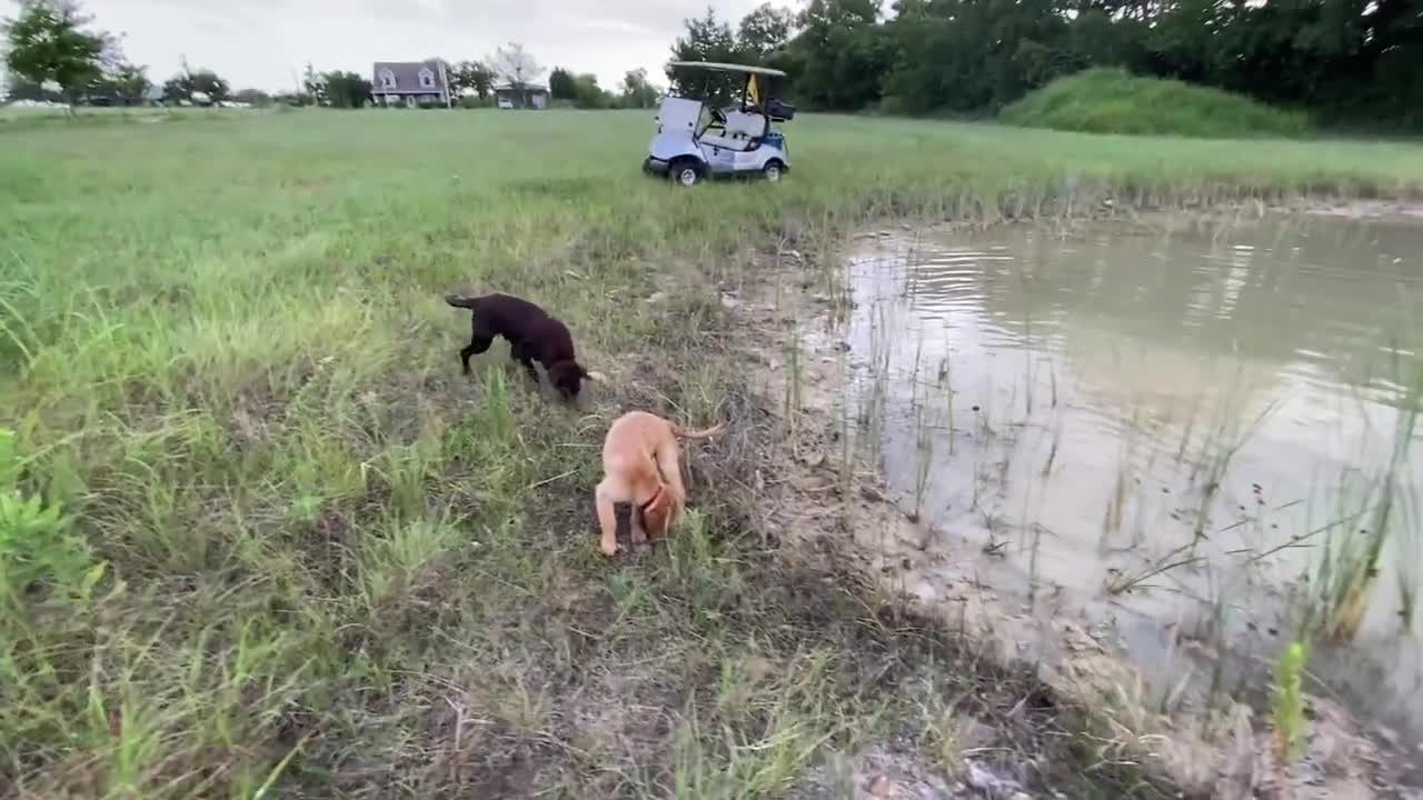 Two Wild Crazy Dogs Come On My Property & Attack Me For Food