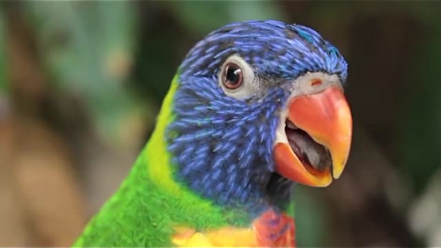parrot singing :)