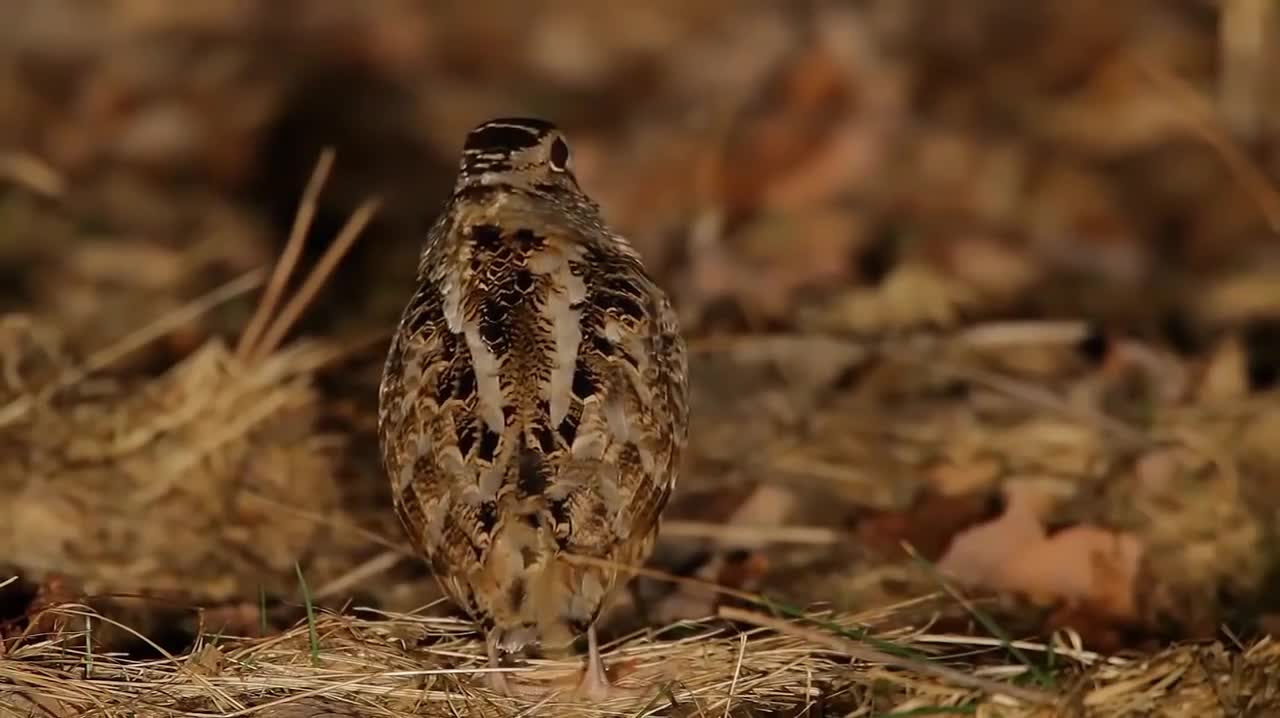 too cute bird