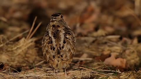 too cute bird