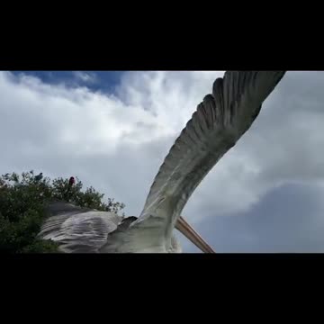 💙Pelicans Penelope, Pascal & Pepe💙