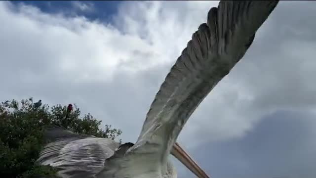 💙Pelicans Penelope, Pascal & Pepe💙