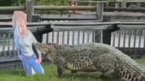 Crocodile Attacks Woman