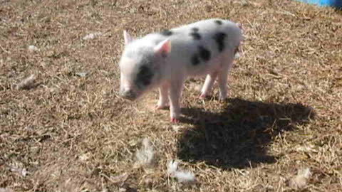 2010 - Baby Porkchop