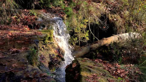 Water Flowing in the Woods