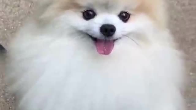 Cute dog