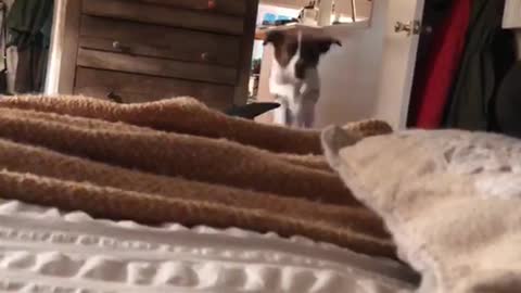 White dog running and sliding across bed