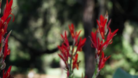 Beautiful Flowers with soothing music