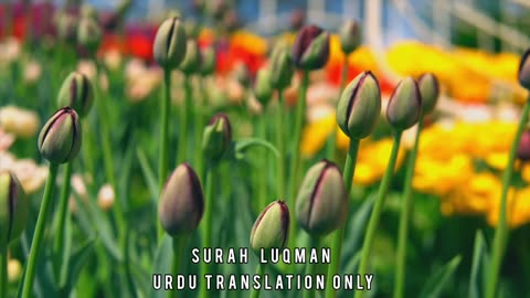 Surah Luqman | Urdu Translation Only | Natural Visualisation