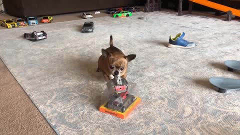 animals sound and barking #cute #doggy