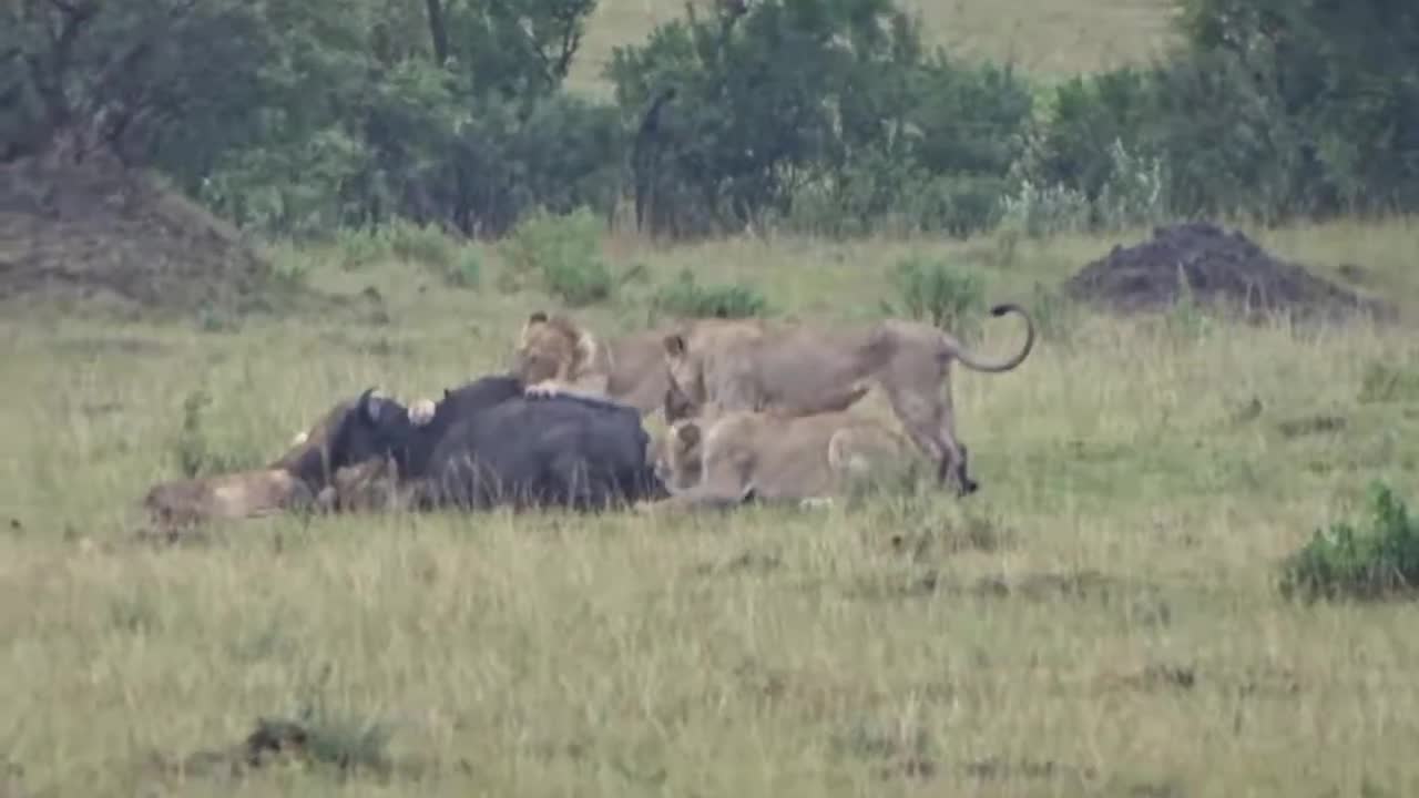Wild lion
