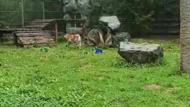 Tiger plays with a cube