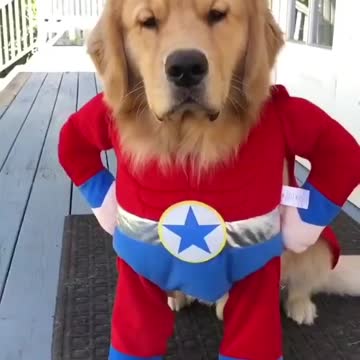 Animal SuperHero