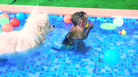 Satisfying video Cute Monkey animals -Zozo monkey Mixing Orbeez in BathTub and swimming pool w puppy