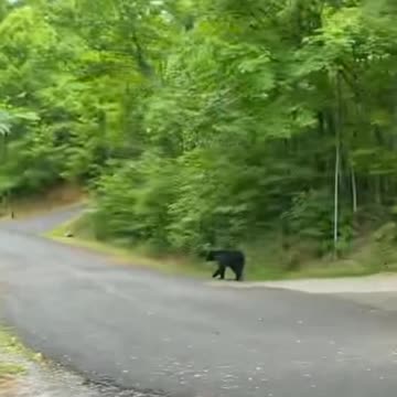 Bear threatens to hit the park visitors!