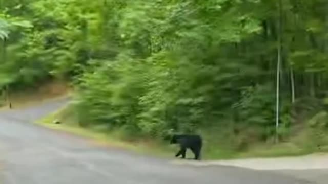 Bear threatens to hit the park visitors!