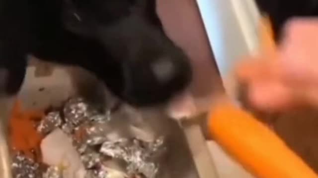 Quit! Quit your world completely - puppy.