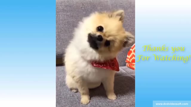 Funny Dogs and Cats