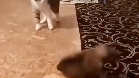 Cat funny video