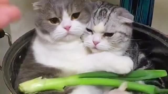 Two cats clinging to each other