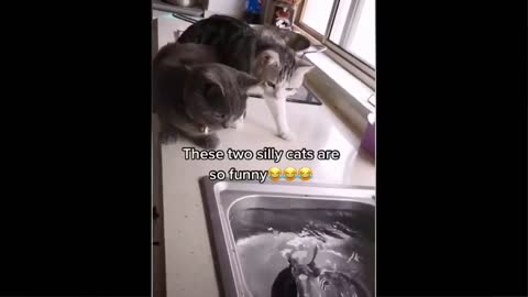 Cats playing funny video