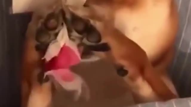 Cute Dog Short Funny Video