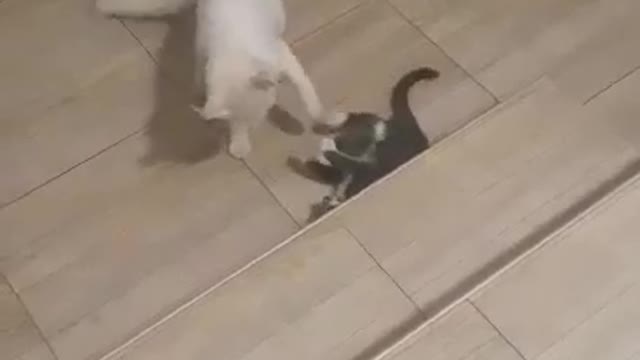 two cats play home