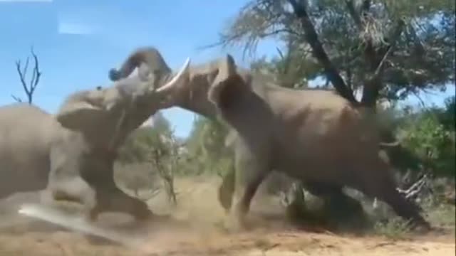 Real elephant fight scene