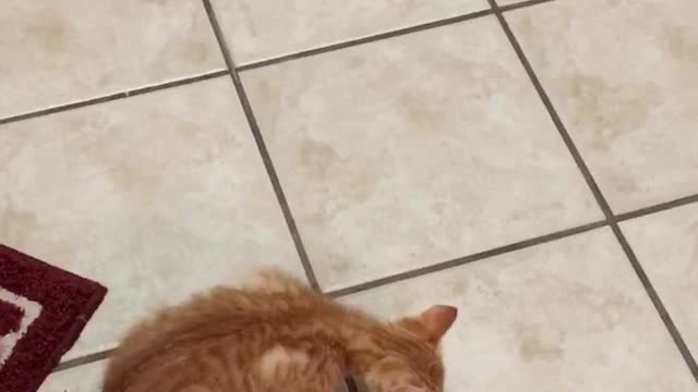 Kitten Attacks Floor