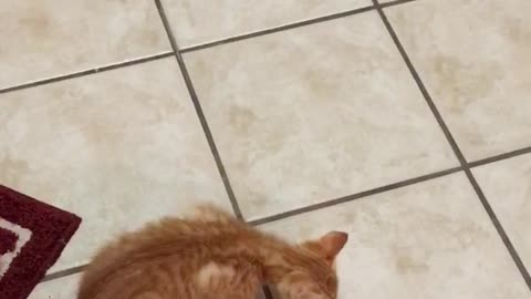 Kitten Attacks Floor