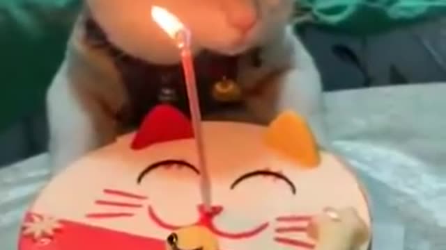 Ulang tahun kucing🐱