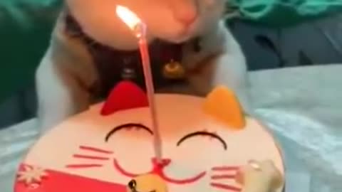 Ulang tahun kucing🐱
