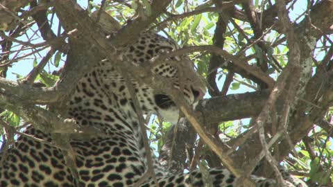 Travel to Africa on safari African Wildlife life