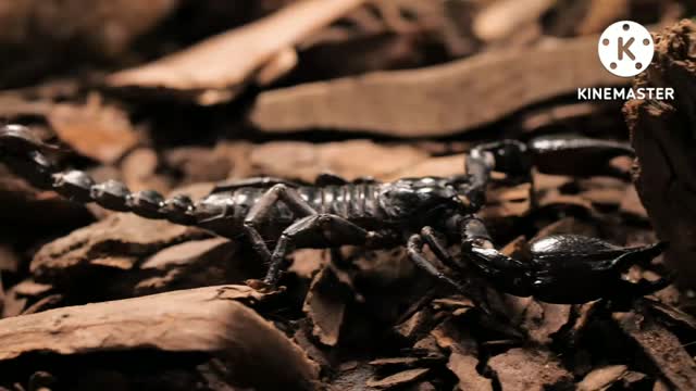 Black scorpion walking closeup