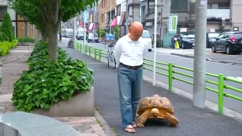 Pet tortoise turns heads strolling in Tokyo