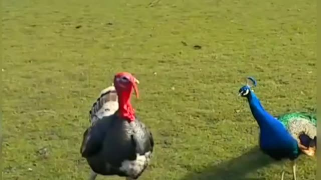 Peacock vs Turkey , who will win?