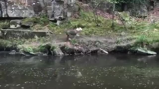 Swimming dog