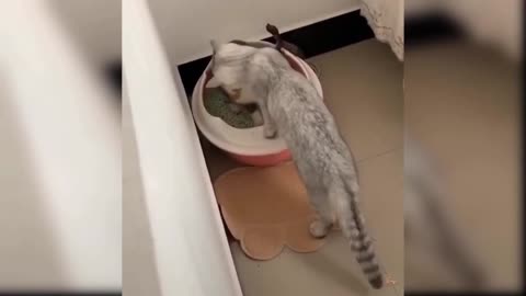 Funny cats moments