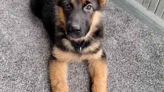 GSD Jake 11.5 weeks