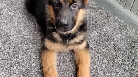 GSD Jake 11.5 weeks