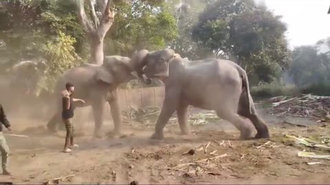 Elephant fight