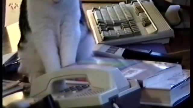 cat answers the phone