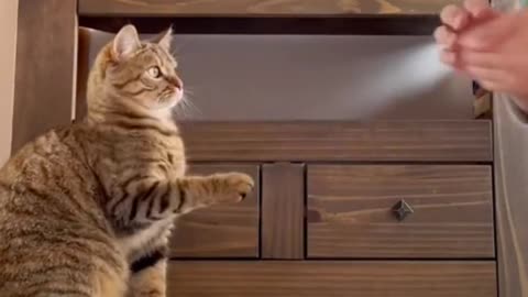 Funny Cats